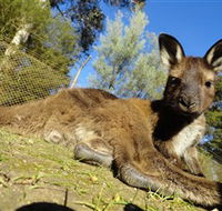 Ballarat Wildlife Park - Accommodation Gold Coast