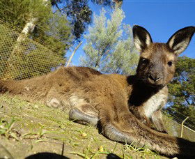 Ballarat Wildlife Park - Accommodation Gold Coast 0