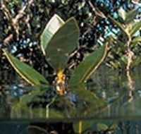 Jawbone Marine Sanctuary - Accommodation Gold Coast