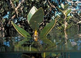 Jawbone Marine Sanctuary - Gold Coast 4U 0