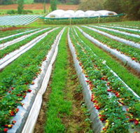 Kookaberry Strawberry Farm - Accommodation Gold Coast