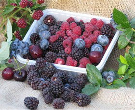 Bright Berry Farms - Gold Coast 4U 0