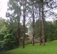 Mount Dandenong Arboretum - Accommodation Gold Coast