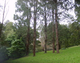 Mount Dandenong Arboretum - Accommodation Gold Coast 0