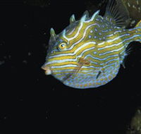 Mushroom Reef Marine Sanctuary - Accommodation Gold Coast