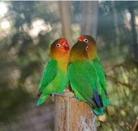 Ballarat Bird World - Accommodation Gold Coast