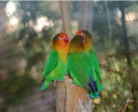 Ballarat Bird World - Accommodation Gold Coast 0