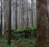 Kinglake National Park - Accommodation Gold Coast