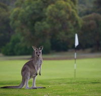 Anglesea Golf Club - 1 Gold Coast