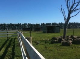 Saddle On Riding School - Accommodation Gold Coast 6