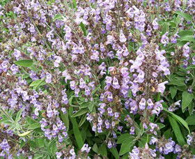 Otway Herbs - Accommodation Gold Coast 0