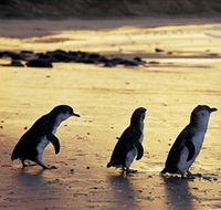 Phillip Island Nature Park - Accommodation Gold Coast