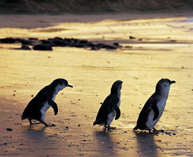 Phillip Island Nature Park - Accommodation Gold Coast 0