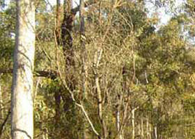 Warby-Ovens National Park - Accommodation Gold Coast 0