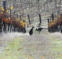 Blue Pyrenees Estate - Accommodation Gold Coast