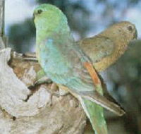 Lake Albacutya Regional Park - Accommodation Gold Coast