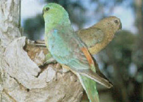 Lake Albacutya Regional Park - Accommodation Gold Coast 0