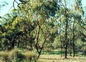 Leaghur State Park - Accommodation Gold Coast 0