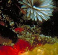 Point Cooke Marine Sanctuary - Accommodation Gold Coast