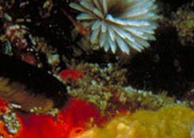 Point Cooke Marine Sanctuary - Accommodation Gold Coast 0