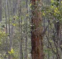 Heathcote-Graytown National Park - Accommodation Gold Coast