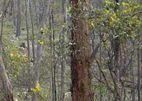 Heathcote-Graytown National Park - Accommodation Gold Coast 0
