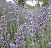 Warratina Lavender Farm - Accommodation Gold Coast