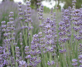 Warratina Lavender Farm - Accommodation Gold Coast 0