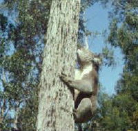 Creswick Regional Park - Accommodation Gold Coast
