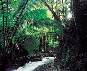 Melba Gully - Accommodation Gold Coast 0