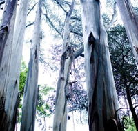 Dandenong Ranges National Park - Accommodation Gold Coast