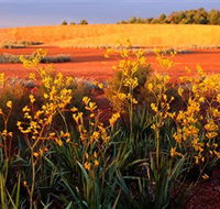 Royal Botanic Gardens Victoria Cranbourne - Accommodation Gold Coast