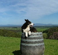 Windy Ridge Vineyard and Winery - Accommodation Gold Coast