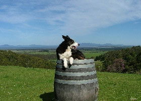 Windy Ridge Vineyard And Winery - Accommodation Gold Coast 0