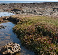 Ricketts Point Marine Sanctuary - Accommodation Gold Coast