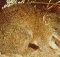The Pines Flora and Fauna Reserve - Accommodation Gold Coast