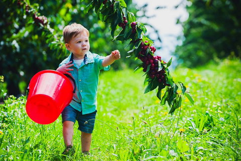 Cherryhill Orchards - Accommodation Gold Coast 2