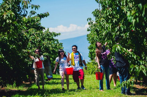 Cherryhill Orchards - Accommodation Gold Coast 4