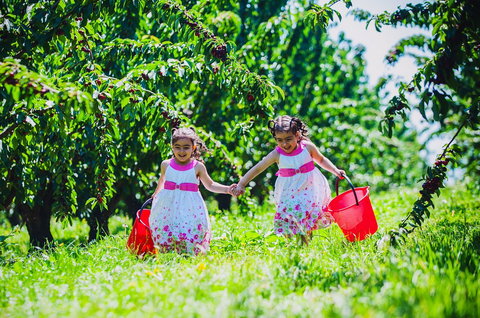 Cherryhill Orchards - Accommodation Gold Coast 6