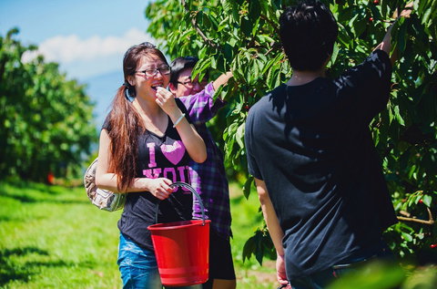 Cherryhill Orchards - Accommodation Gold Coast 9