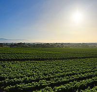 GREENSTONE VINEYARDS - Accommodation Gold Coast
