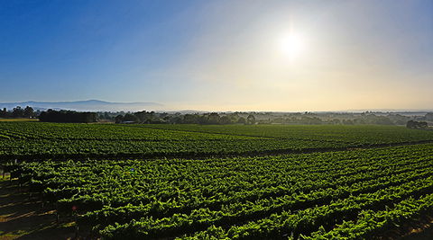 GREENSTONE VINEYARDS - Accommodation Gold Coast 0