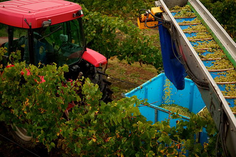 GREENSTONE VINEYARDS - Accommodation Gold Coast 3