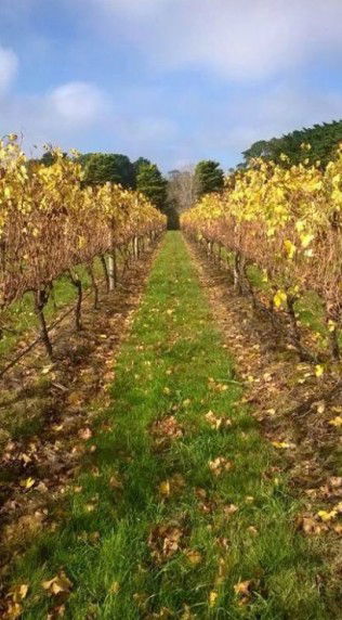 Dromana Estate - 1 Gold Coast 11