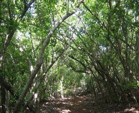 Eucalypt Trail - 1 Gold Coast 0