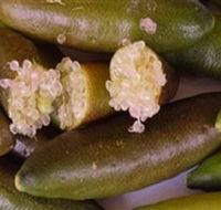Sandy Creek Olives and Finger Limes - Accommodation Gold Coast