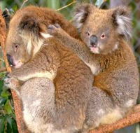 Shoalhaven Zoo - 1 Gold Coast