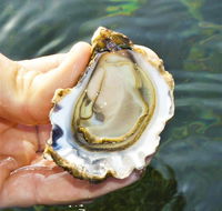 The Oyster Pot - Accommodation Gold Coast