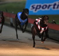 Dapto Dogs - Gold Coast 4U