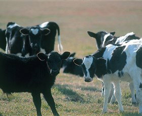 Bodalla Dairy Cheese Factory - Accommodation Gold Coast 0